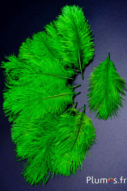 Struisvogel Bellies -8-13 cm - limoen